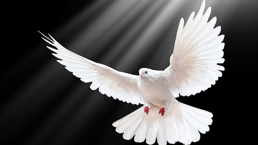 white doves HD wallpaper