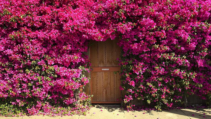 Pink color Flowers buganvilla Many, bougainvillea HD wallpaper