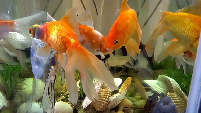 fish tank full screen flower 8 1 HD wallpaper