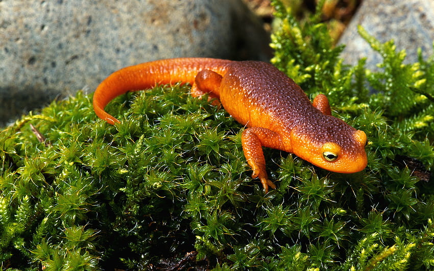 Salamanders HD wallpaper | Pxfuel