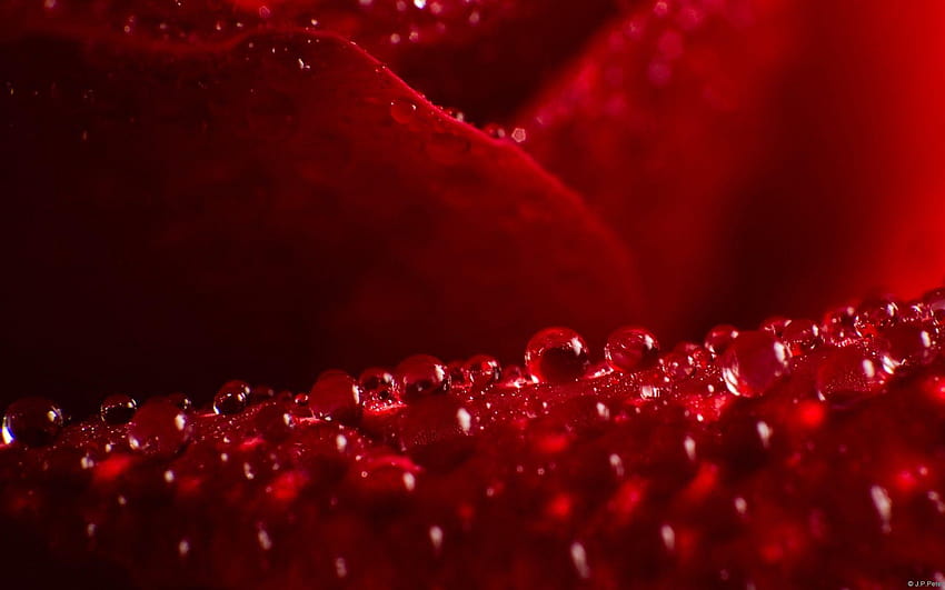 Fleurs: rosée pétale gouttes de rosée tiges de rose épines rouge amour fond romantique et romantique Fond d'écran HD