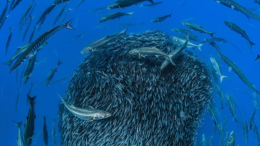 Bing : Mackerel forming a bait ball to avoid predators, atlantic mackerel HD wallpaper