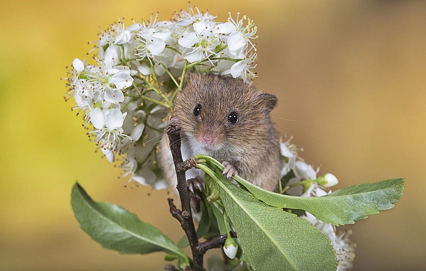 ดอกไม้ กิ่งไม้ ฤดูใบไม้ผลิ เมาส์ ส่วน животные ฤดูใบไม้ผลิหนูแฮมสเตอร์ วอลล์เปเปอร์ HD