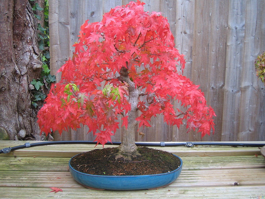 Pink maple bonsai, bonsai tree 1600x1200 HD wallpaper