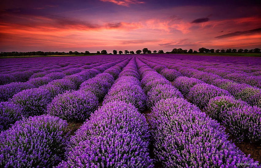Padang Lavender Cantik, ladang Wallpaper HD
