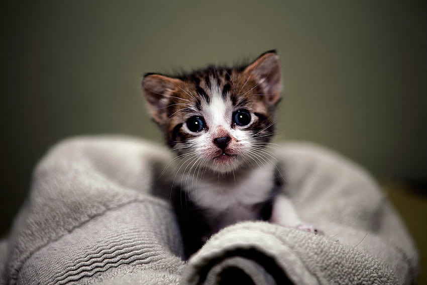 For Kitten Full Cute Kittens Cool 3d Fluffy Cat, cute kittens for mobile HD wallpaper