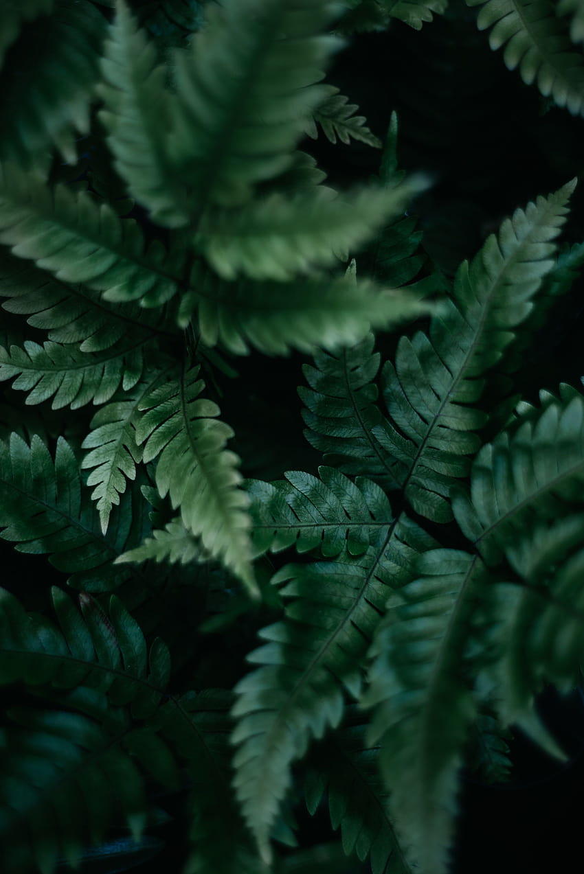 fokus selektif tanaman pakis, estetika hijau wallpaper ponsel HD