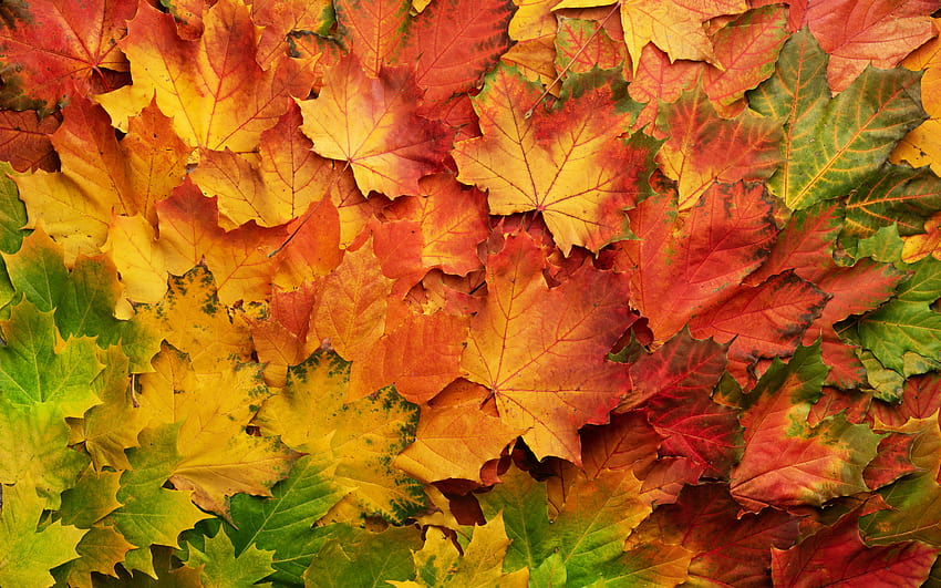 autumn leaves texture, natural autumn gradient, autumn concepts, leaves texture, yellow red leaves, backgrounds with autumn leaves with resolution 2880x1800. High Quality, gradient autumn HD wallpaper