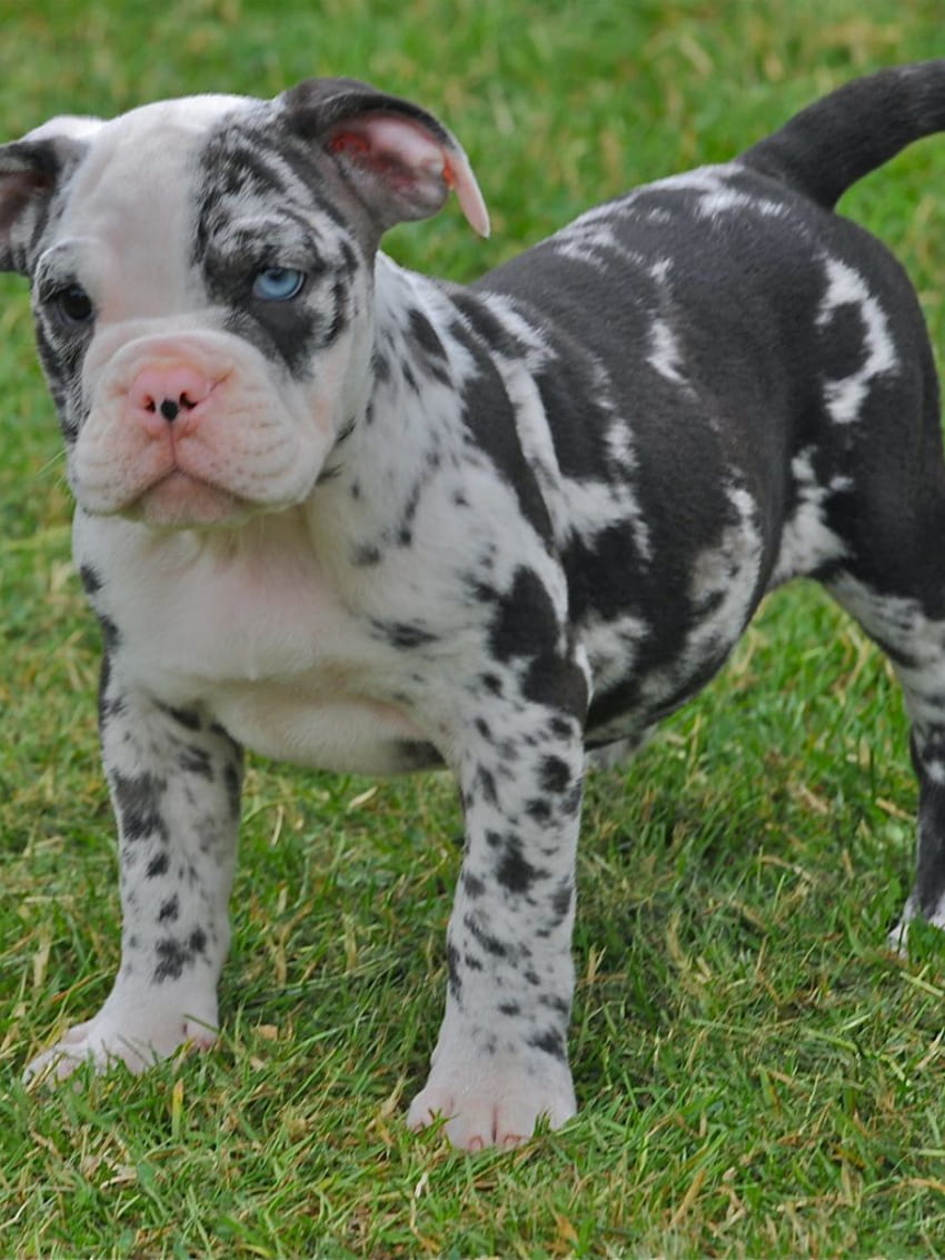 VERY RARE BLUE MERLE OLDE ENGLISH BULLDOG PUPS Wisbech [1280x1104] for your , Mobile & Tablet HD phone wallpaper