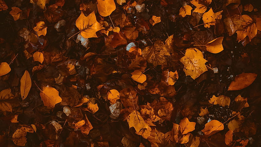 2560x1440 foliage, leaves, autumn, fallen, brown, yellow 16:9 backgrounds, autumn brown HD wallpaper