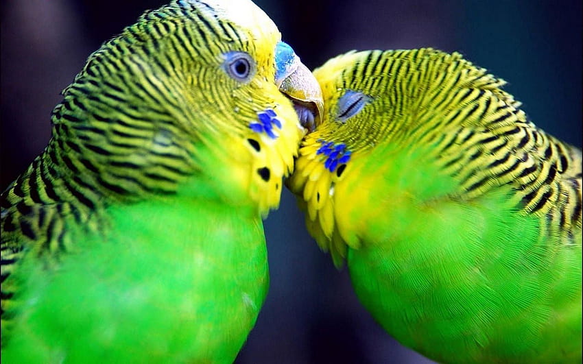 Love birds animation Cute Beautiful & Ba, of love birds HD wallpaper |  Pxfuel