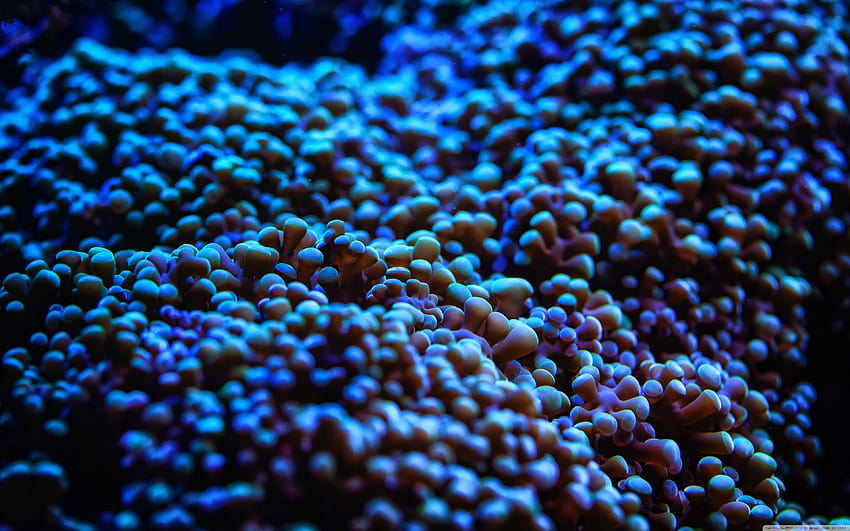 Blue Sea Anemone ❤ for Ultra TV HD wallpaper