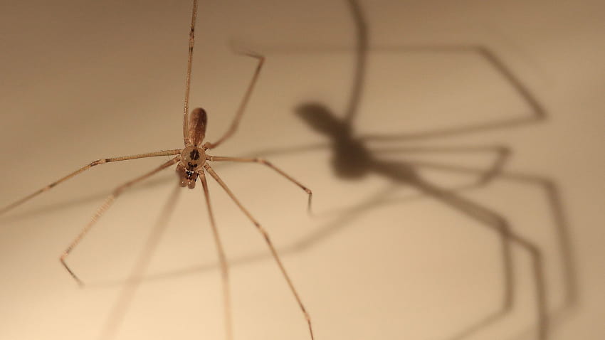 Daddy Longlegs Won't Kill You – Cool Green Science, daddy long leg spider HD wallpaper