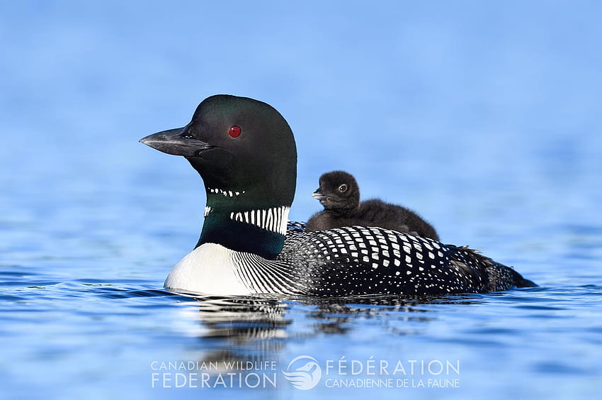 Canadian Wildlife Federation: Frequently Asked Questions, loons HD wallpaper