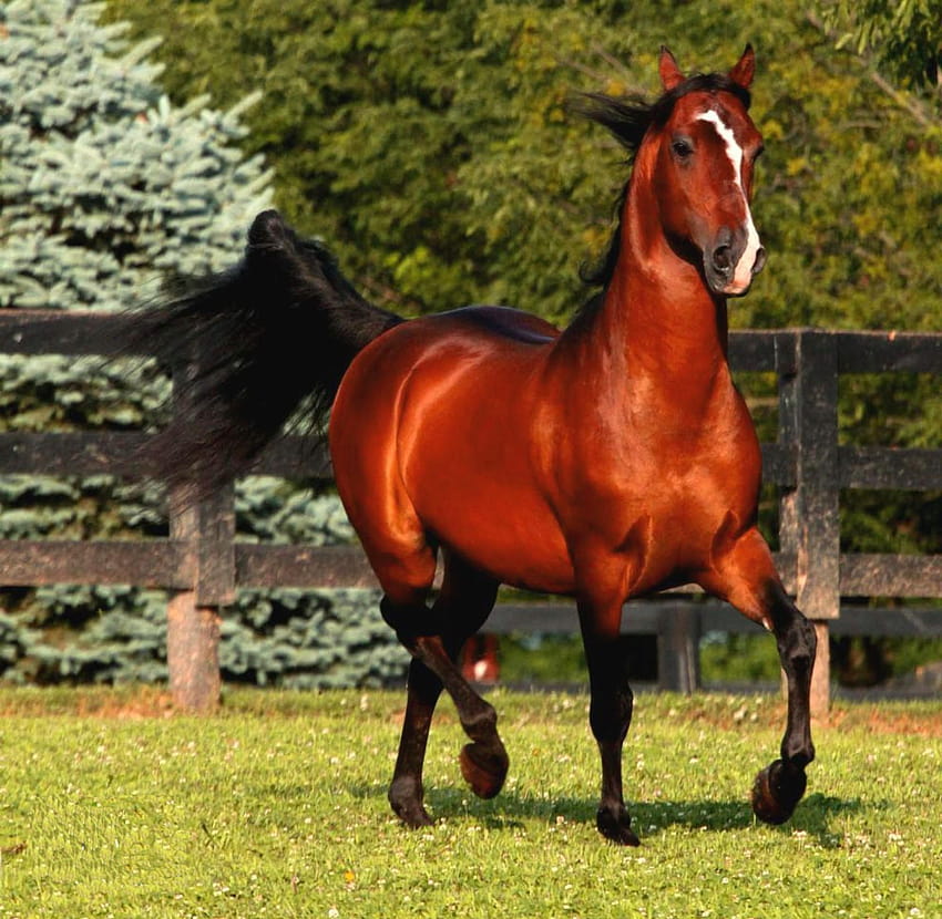 Stallion Group, red horse HD wallpaper | Pxfuel