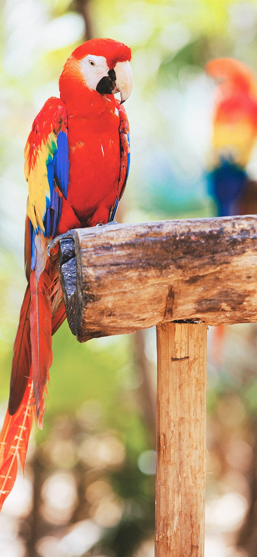 Red feather parrot, stump 1242x2688 iPhone 11 Pro/XS Max , background, parrot iphone HD phone wallpaper