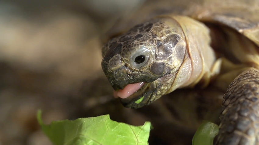 Overland Turtle Eats Green Lettuce Leave, turtles eating HD wallpaper