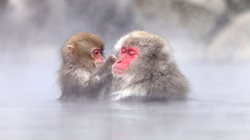 Watch Snow Monkeys Take the Plunge, macaques HD wallpaper
