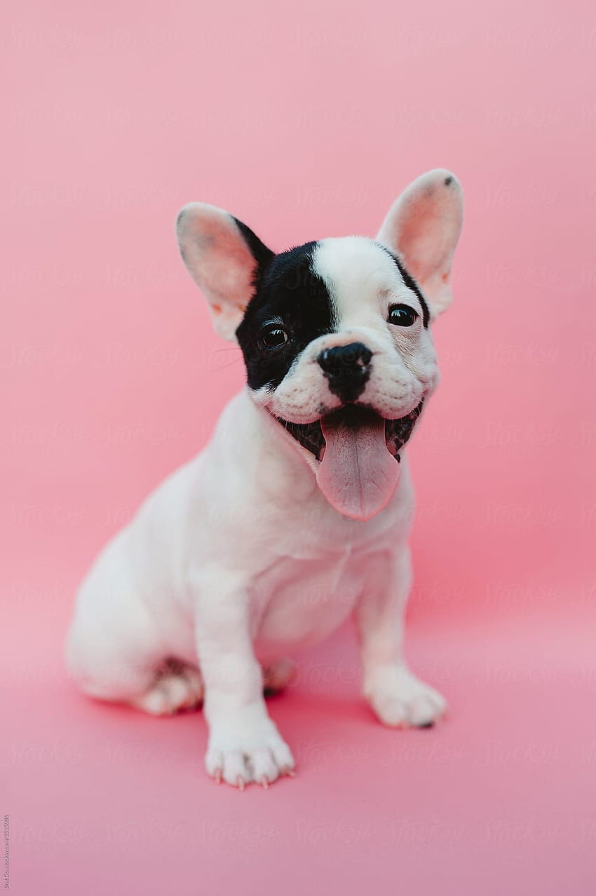 French Bulldog Puppy on Pink Backgrounds by Brat Co. for Stocksy United, aesthetic french bulldog HD phone wallpaper