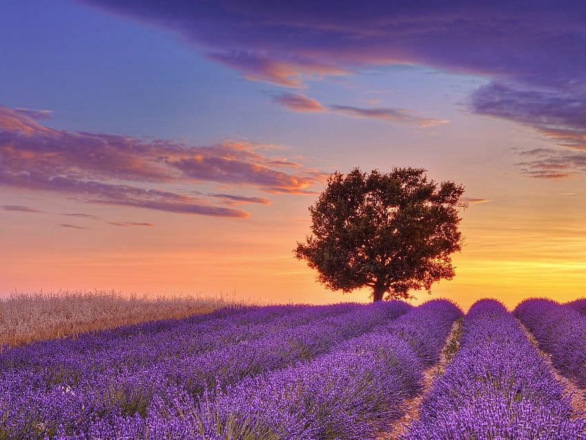 Englisch Lavendelfeld und einsamer Baum, Provence, Frankreich, Lavendelfelder Frankreich HD-Hintergrundbild