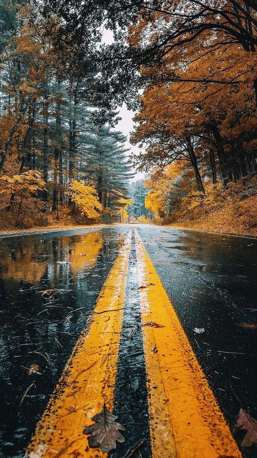 Autumn Road Rainfall Trees Android, profundidad de campo de Android fondo de pantalla del teléfono