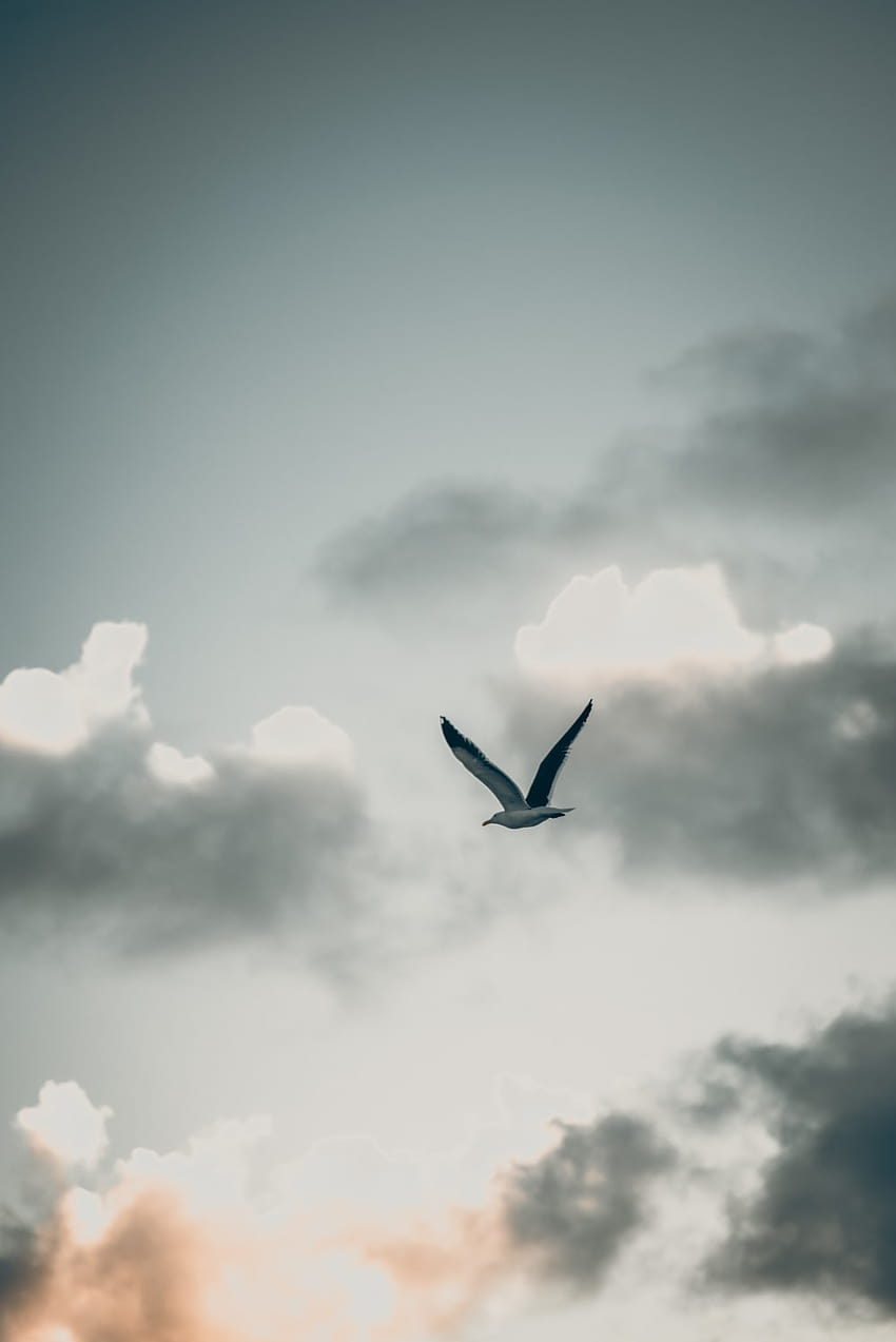 pássaro voando sob nuvens brancas durante o dia – cinza, pássaro sombrio Papel de parede de celular HD