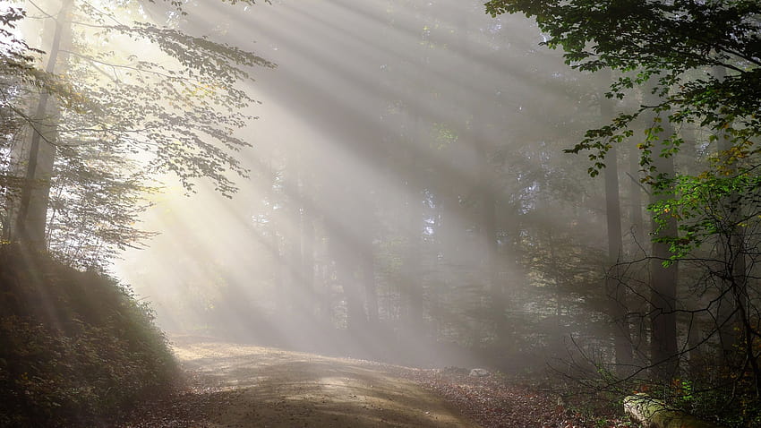2560x1440 Morning Fog Sunbeam Forest 1440P Resolution , Backgrounds, and HD wallpaper