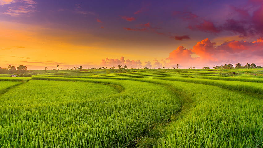 изглед на оризово поле HD тапет