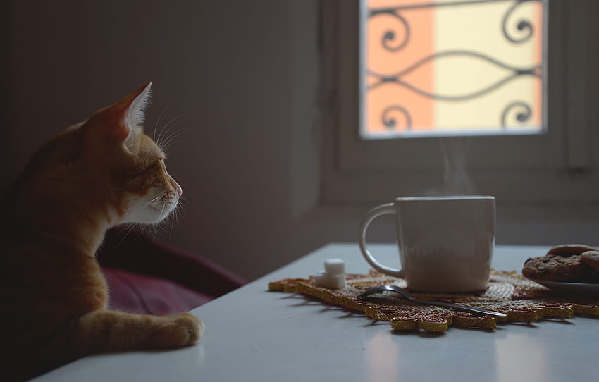cat, window, red, Cup , section кошки, mug cat HD wallpaper