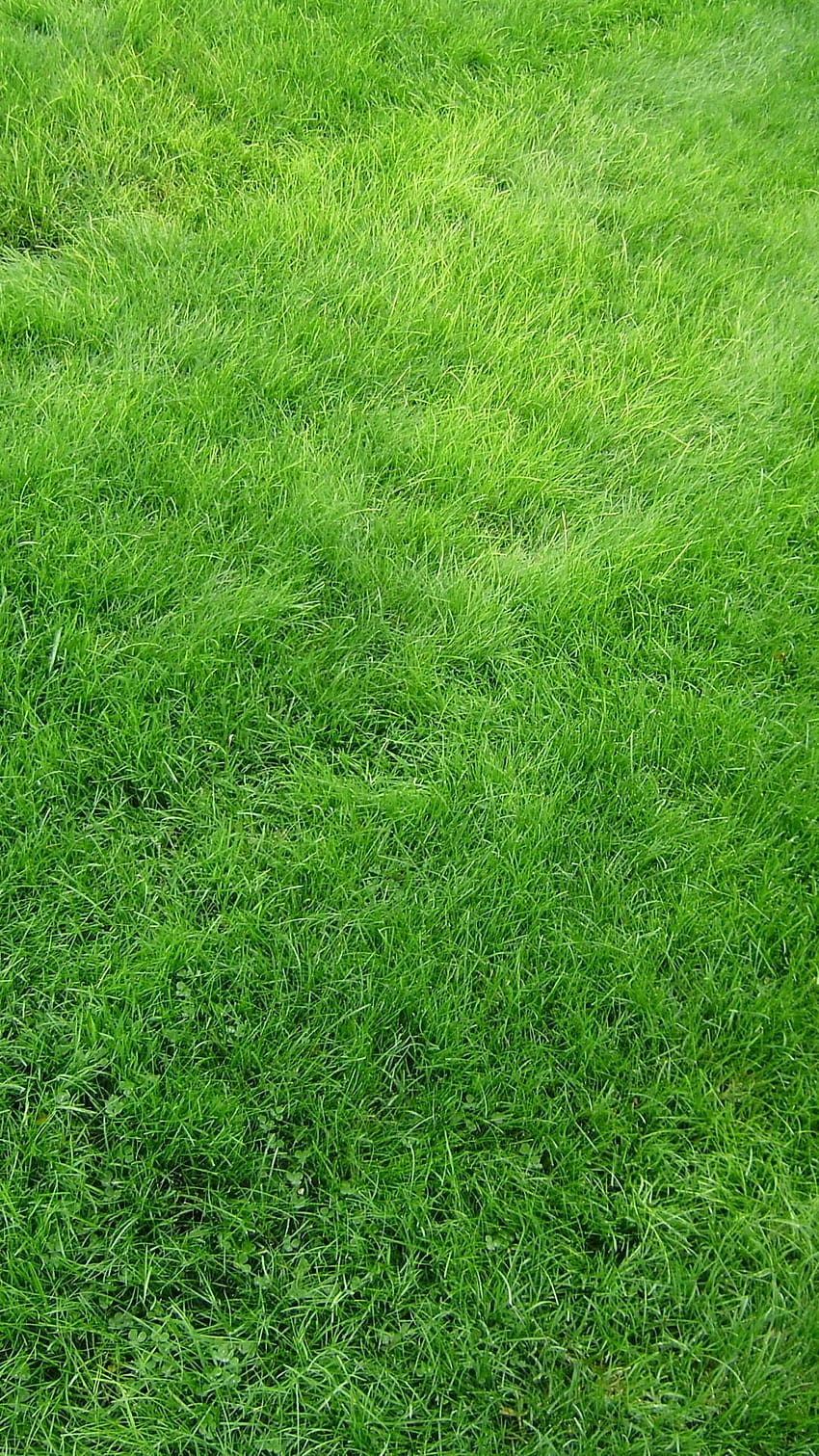 Texture champ d'herbe vert, gazon Fond d'écran de téléphone HD