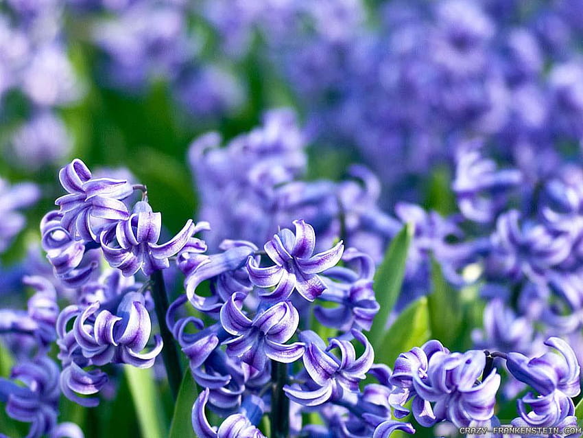 Grape hyacinth hyacinth flower HD wallpaper