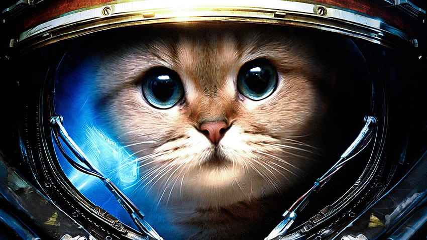 Космическа котка! [1920x1080], коте в космоса HD тапет