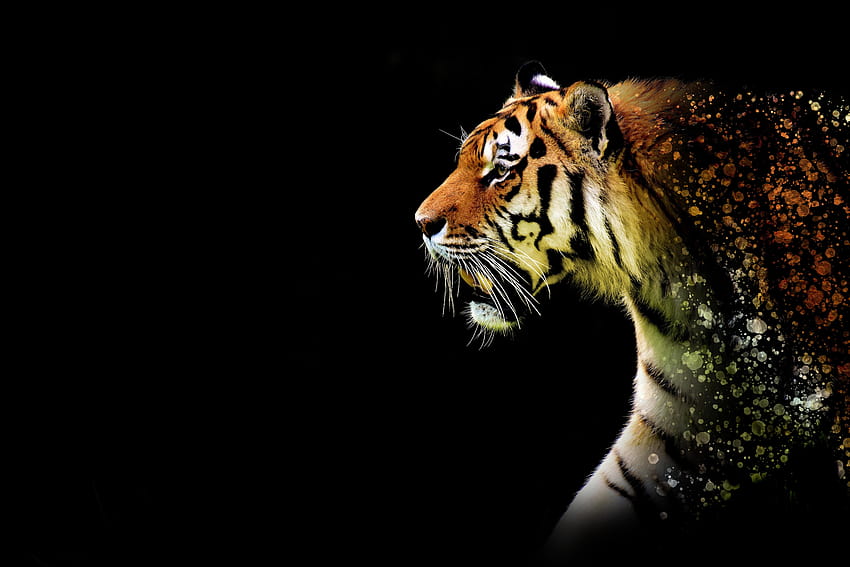 Tiger Abstract, tiger wildlife artwork HD wallpaper
