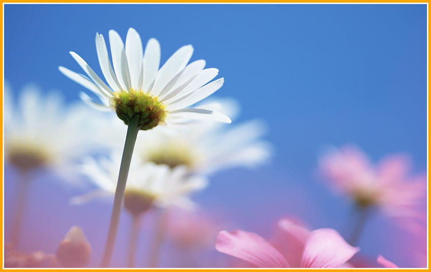 Fascynujący efekt Daisy White Tiny Pink Blurred Nature Flower Pics, różowy kwiat stokrotki Tapeta HD