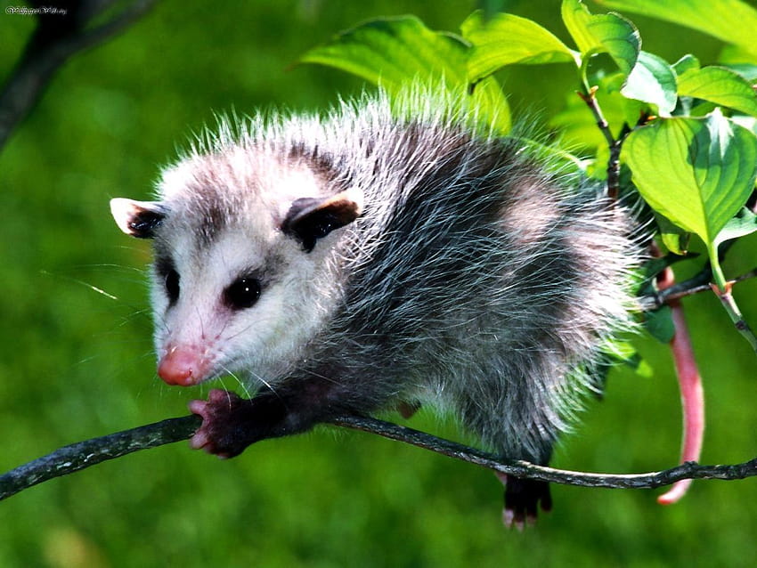 Android Wildlife, Virginia Opossum, Common Opossum HD wallpaper