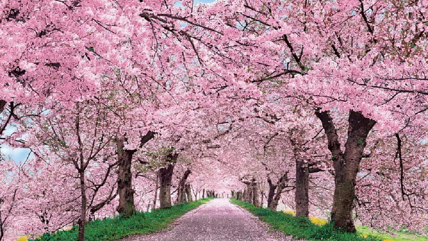 Bosan di Vancouver, lanskap bunga sakura yang indah Wallpaper HD