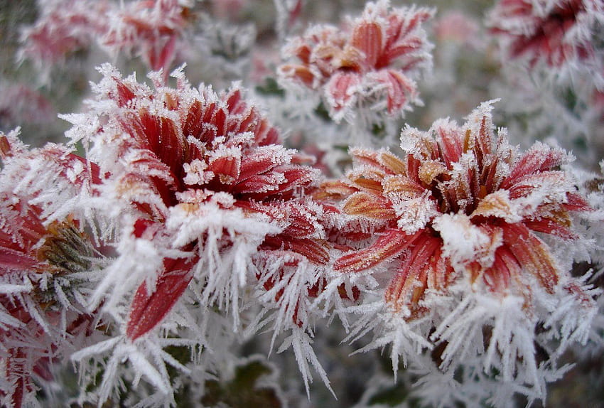 Flores Invierno Agua Hielo Rojo Naturaleza Congelado, flor helada fondo de pantalla