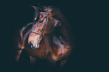 Equine portrait HD wallpapers | Pxfuel