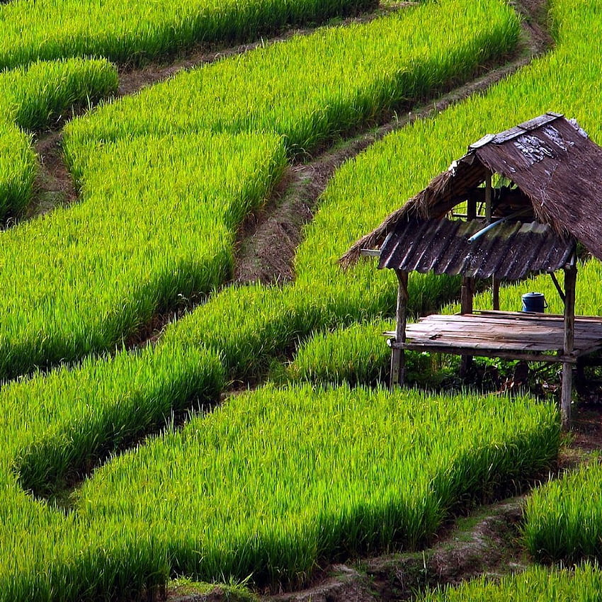 Rice Field Landscape 2 ...pinterest HD phone wallpaper
