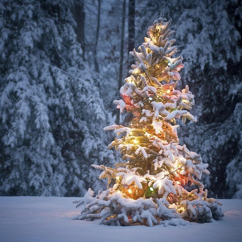 Neonlicht auf schneebedecktem Weihnachtsbaum, Schneeweihnachtsbäume HD-Handy-Hintergrundbild