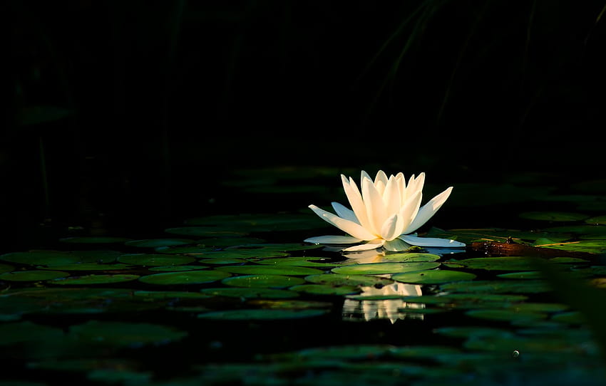 white, flower, leaves, light, lake, pond, reflection, petals, white, black background, pond, Nymphaeum, water Lily , section цветы, waterlily HD wallpaper