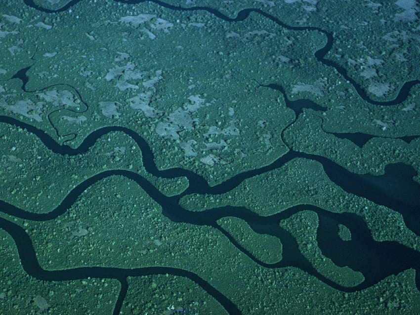 Everglades National Park, tetanus HD wallpaper