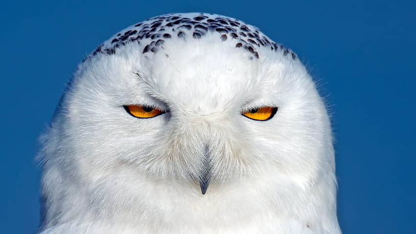 Full owl sleepy head ojos marrones, s fondo de pantalla