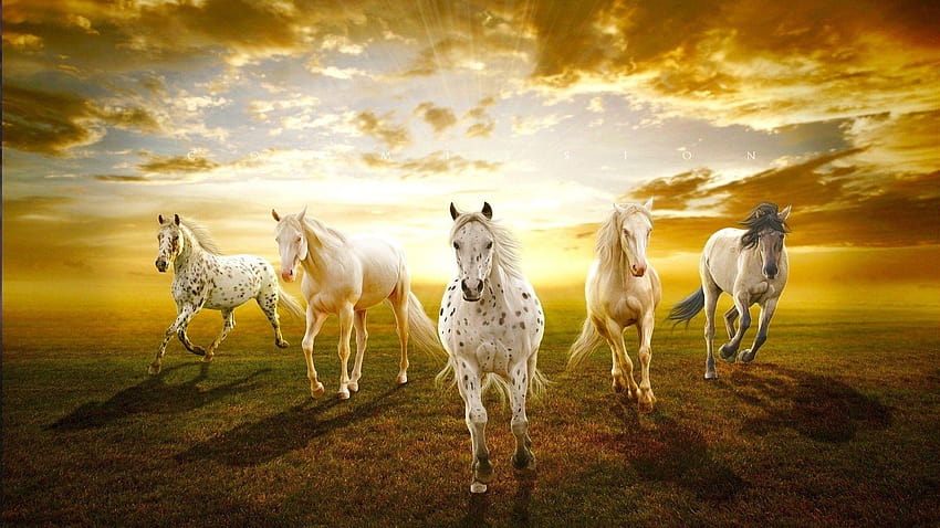 sunset, white, animals, horses, white horse, prairie ::, seven horses HD wallpaper