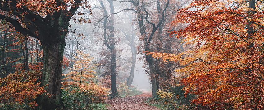 Otoño, bosque, follaje de otoño, árboles, niebla, mañana, naturaleza, otoño 3440x1440 fondo de pantalla