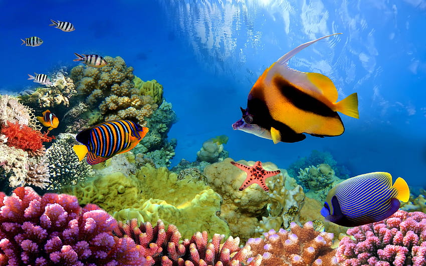 Unterwasser im Great Barrier Reef Ultra, große Barriereriff-Schildkröte HD-Hintergrundbild