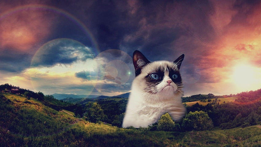 grumpy cat meme HD wallpaper