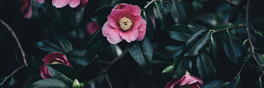 Pink Camellia, Leaves HD wallpaper | Pxfuel