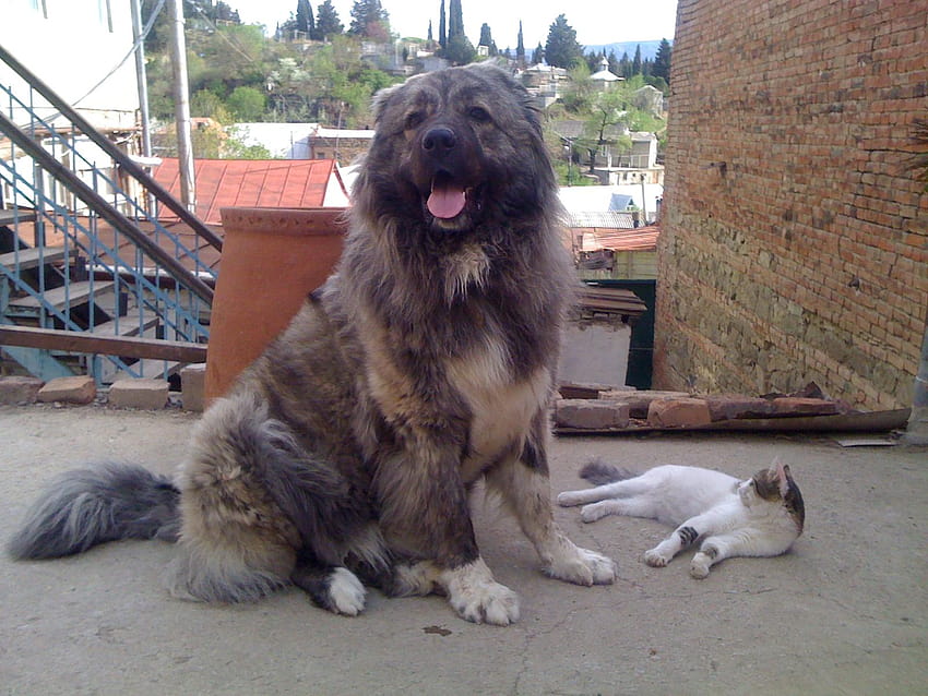 Gürcü Çoban ve bir kedi ve . Güzel Gürcü, beyaz çoban HD duvar kağıdı