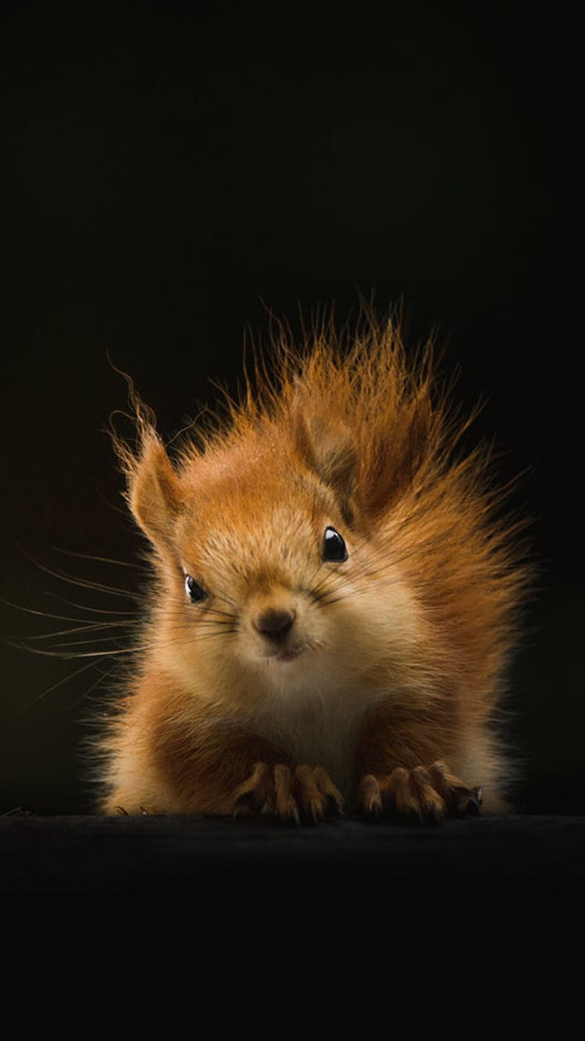 Squirrel Phone, baby squirrel HD phone wallpaper